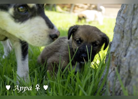 Appa und Momo suchen ein zuhause
