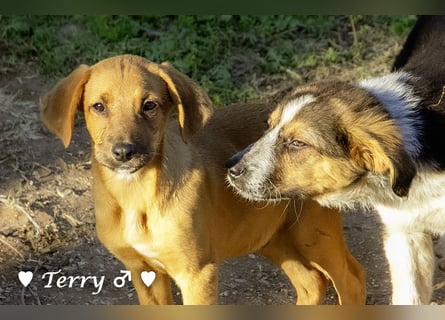 Neue Bilder: Terry und Tommy suchen ab Januar ein Zuhause