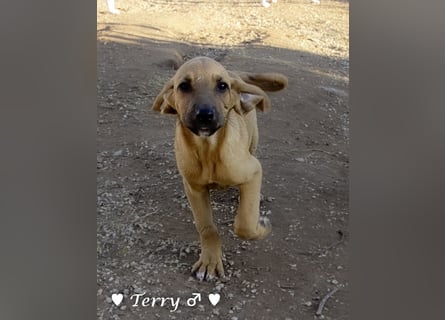 Neue Bilder: Terry und Tommy suchen ab Januar ein Zuhause