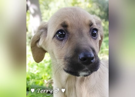 Neue Bilder: Terry und Tommy suchen ab Januar ein Zuhause