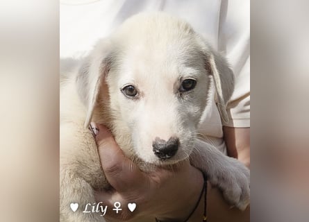 Lily und Dove (Rüde)  suchen  ihre Familie ab sofort