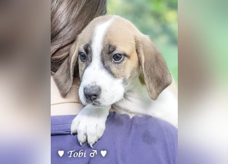 Terry, Tino, Tina, Tobi und Tommy suchen ab Ende Dezember ein Zuhause