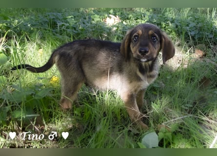 Terry, Tino, Tina, Tobi und Tommy suchen ab Ende Dezember ein Zuhause