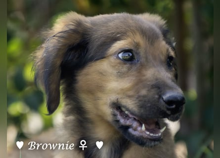 Baja,  Bambi, Scorpio und   Brownie suchen ab August ein Zuhause