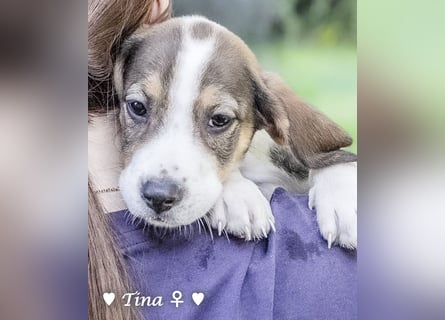 Terry, Tino, Tina, Tobi und Tommy suchen ab Ende Dezember ein Zuhause