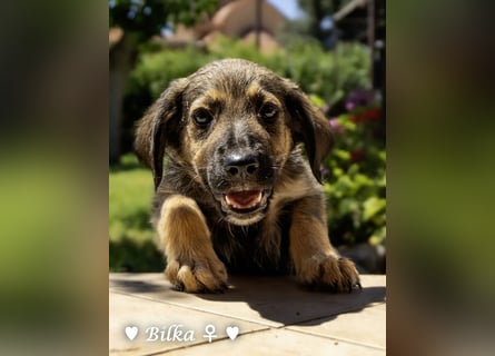 Baci, Bado und Bilka suchen ab 1.8. ein Zuhause