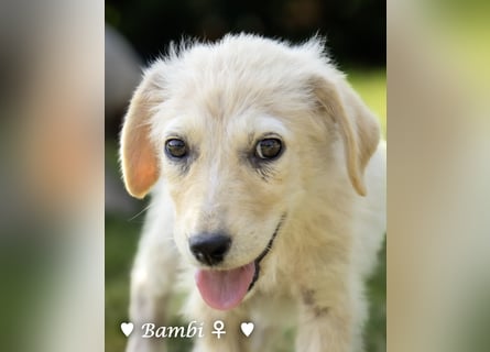Update: drei Welpen (Baja,  Bambi, und   Brownie) suchen ab  Ende August ein Zuhause