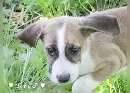 Terry, Tino, Tina, Tobi und Tommy suchen ab Ende Dezember ein Zuhause