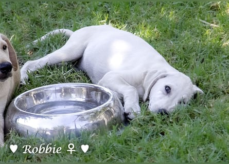 Robbie, f., in SÜW zu besuchen  sucht eine Familie