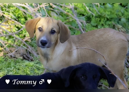 Neue Bilder: Terry und Tommy suchen ab Januar ein Zuhause