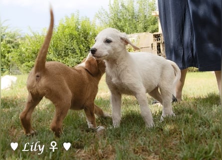Lily und Dove (Rüde)  suchen  ihre Familie ab sofort
