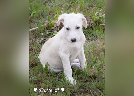 Lily und Dove (Rüde)  suchen  ihre Familie ab sofort