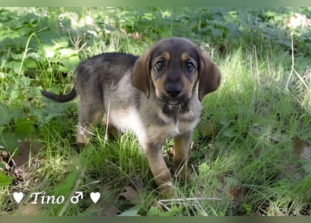 Terry, Tino, Tina, Tobi und Tommy suchen ab Ende Dezember ein Zuhause