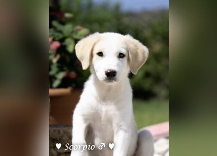 Baja,  Bambi, Scorpio und   Brownie suchen ab August ein Zuhause