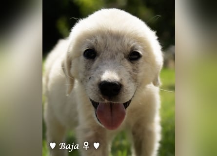 Update: zwei Welpen (Baja und Bambi suchen ab  Ende August ein Zuhause