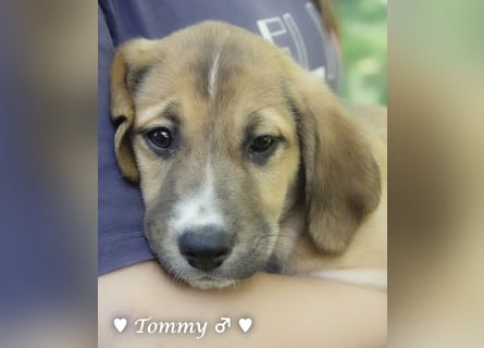 Tommy sucht ab Januar ein Zuhause