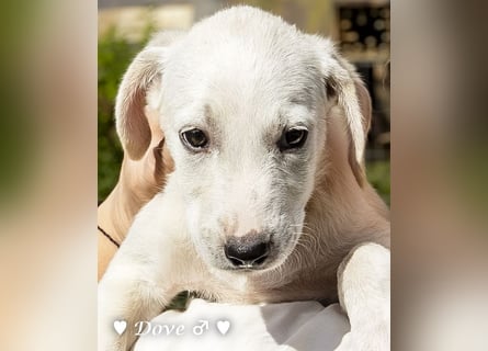 Lily und Dove (Rüde)  suchen  ihre Familie ab sofort