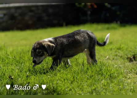 Baci, Bado und Bilka suchen ab 1.8. ein Zuhause