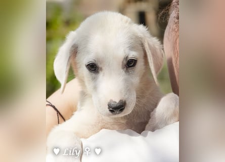 Lily und Dove (Rüde)  suchen  ihre Familie ab sofort