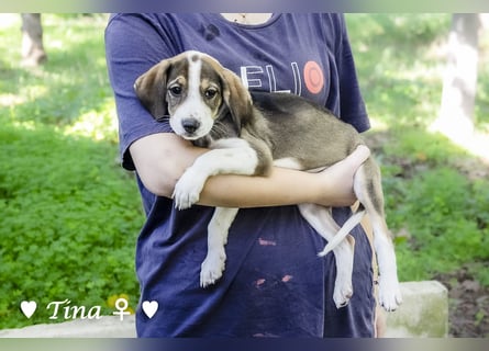 Terry, Tino, Tina, Tobi und Tommy suchen ab Ende Dezember ein Zuhause