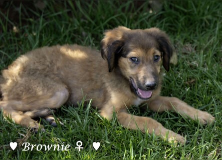 Baja,  Bambi, Scorpio und   Brownie suchen ab August ein Zuhause