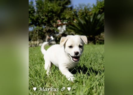 Maisy, Markus, Marlon und Marlow suchen ihre Familie