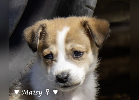 Maisy, Markus, Marlon und Marlow suchen ihre Familie