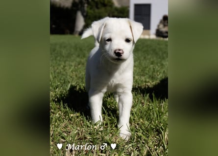 Maisy, Markus, Marlon und Marlow suchen ihre Familie