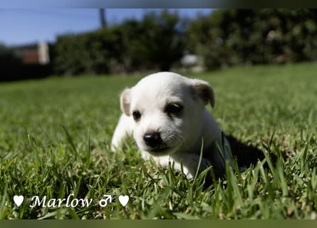 Maisy, Markus, Marlon und Marlow suchen ihre Familie