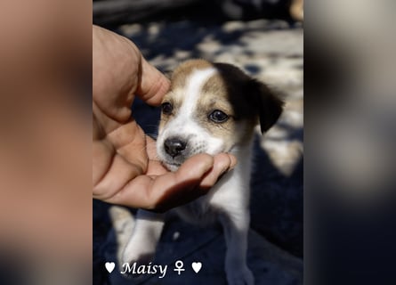 Maisy, Markus, Marlon und Marlow suchen ihre Familie