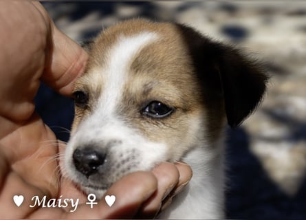 Maisy, Markus, Marlon und Marlow suchen ihre Familie