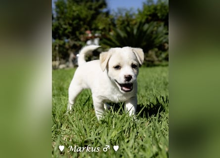 Maisy, Markus, Marlon und Marlow suchen ihre Familie