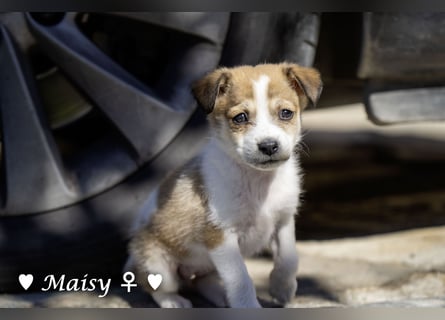 Maisy, Markus, Marlon und Marlow suchen ihre Familie