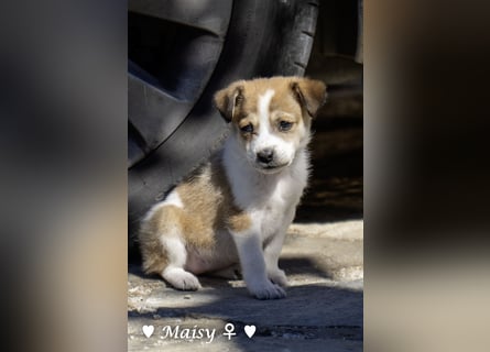 Maisy, Markus, Marlon und Marlow suchen ihre Familie