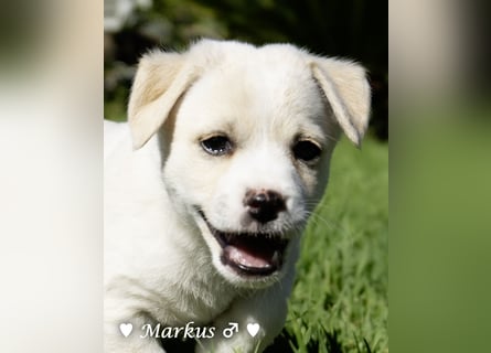Maisy, Markus, Marlon und Marlow suchen ihre Familie