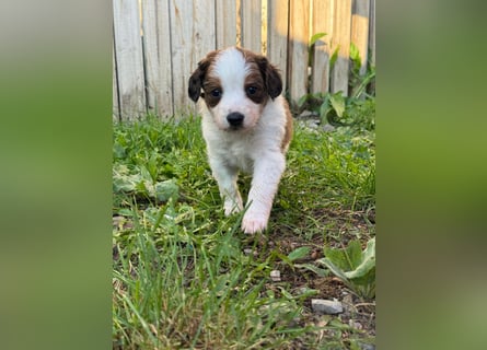Kooikerhondje Welpen Nederlandse Kooikerhondje