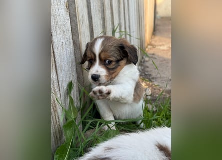 Kooikerhondje Welpen Nederlandse Kooikerhondje