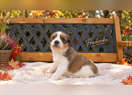 Kooikerhondje Welpen Nederlandse Kooikerhondje
