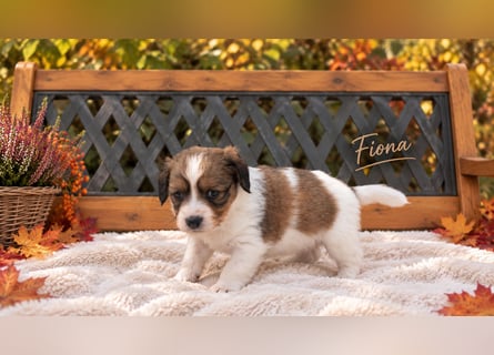 Kooikerhondje Welpen Nederlandse Kooikerhondje