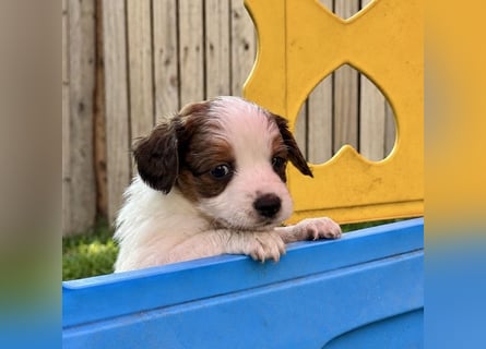 Kooikerhondje Welpen Nederlandse Kooikerhondje