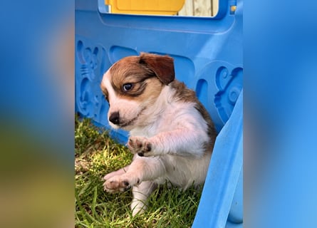 Kooikerhondje Welpen Nederlandse Kooikerhondje