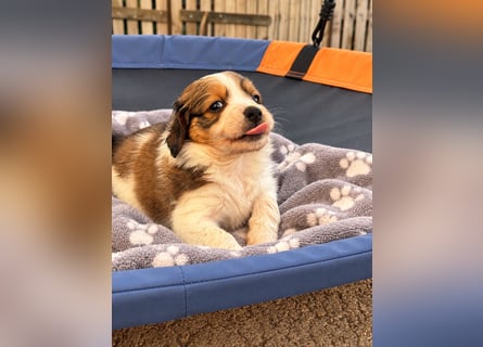 Kooikerhondje Welpen Nederlandse Kooikerhondje