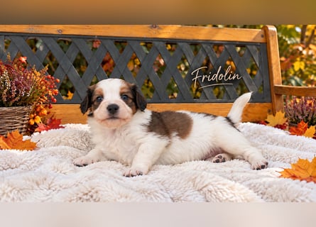 Kooikerhondje Welpen Nederlandse Kooikerhondje