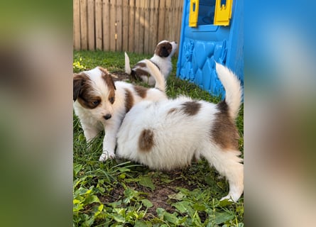 Kooikerhondje Welpen Nederlandse Kooikerhondje