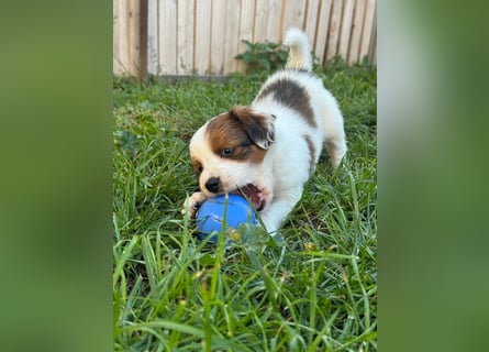 Kooikerhondje Welpen Nederlandse Kooikerhondje