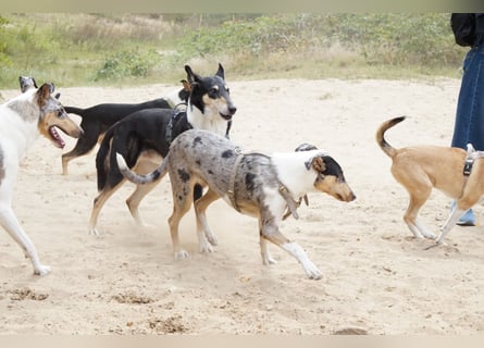 Wir haben Kurzhaarcollie-Welpen aus top Verpaarung!
