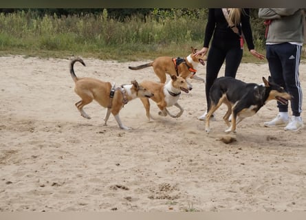 Wir haben Kurzhaarcollie-Welpen aus top Verpaarung!