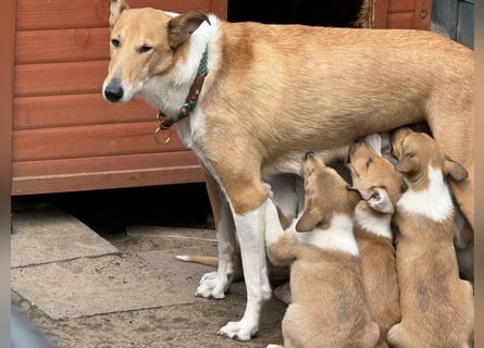 Wir haben Kurzhaarcollie-Welpen aus top Verpaarung!