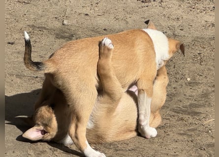 Wir haben Kurzhaarcollie-Welpen aus top Verpaarung!