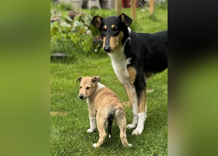 Wir haben Kurzhaarcollie-Welpen aus top Verpaarung!